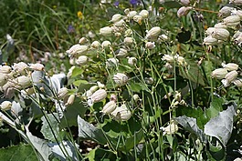 taubenkropf leimkraut,花,開花