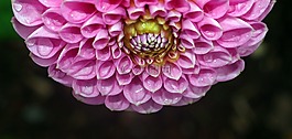 花,自然,植物區(qū)系