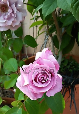 羅莎,花,粉紅色的花