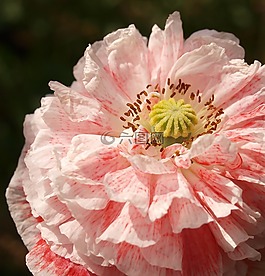 花,植物區(qū)系,自然