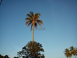 椰子樹,自然,藍(lán)色的天空