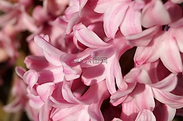 風信子,鮮花,春天