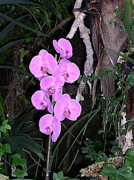花,蘭花,粉紅色
