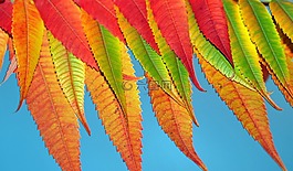 葉,顏色,秋天