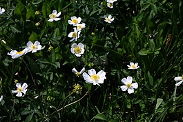 茛aconitifolius,花,开花