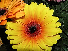 花,非洲菊,雛菊
