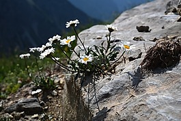 alpenmargerite,花,鮮花