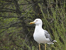 海鷗,鳥,性質(zhì)
