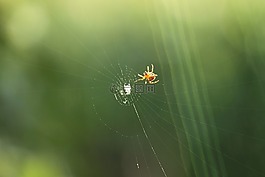 蜘蛛,蛛網(wǎng)捕食者,獵物