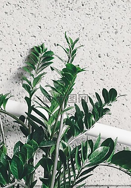 綠色,葉,植物