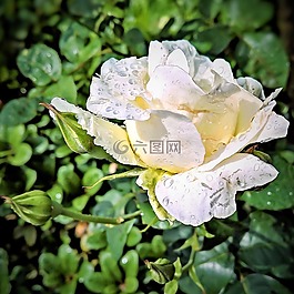 玫瑰,豐花,白