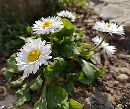 雛菊,鮮花,性質(zhì)