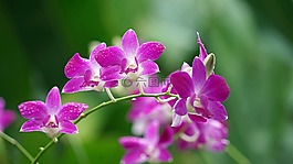 蘭花,紫,開(kāi)花