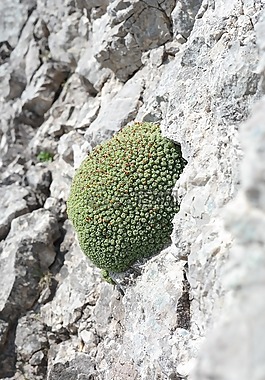 男人的标志,厂,高山植物