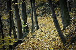 林地,高原,葉