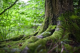 森林,根,樹