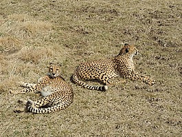 獵豹,動(dòng)物,野生動(dòng)物園