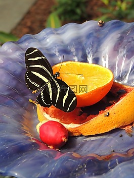橙色,蝴蝶,昆蟲