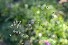 嗦草,凌風草,草