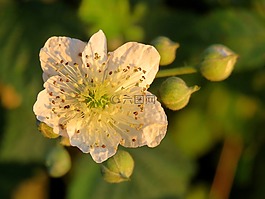 野生玫瑰,開花,白