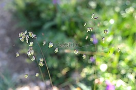 嗦草,凌風草,草