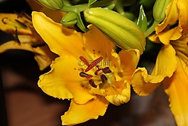 百合,黃色,開花