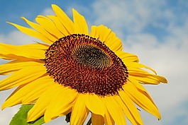 太陽花,花,開花