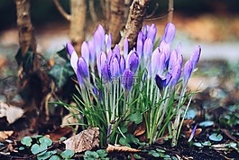 番红花,kvetina,春天