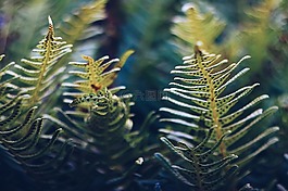 蕨菜,蕨類,zelena