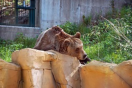 馬熊,動(dòng)物園,動(dòng)物