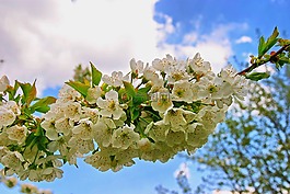 春,天空,花卉