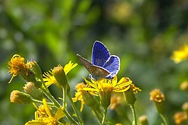 性質(zhì),花,夏季