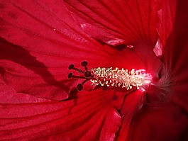 芙蓉,鮮花,開花