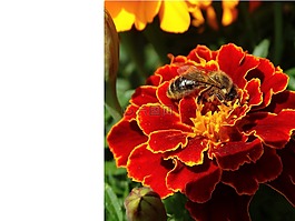 rtagetes,鲜花,开花