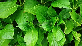 綠色,葉,植物