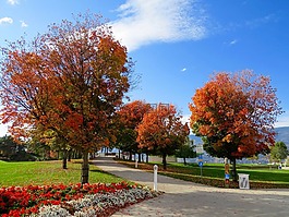 公園,綠色,草