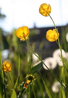 毛茛,蒲公英,黃色