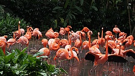 火烈鳥,公園,鳥