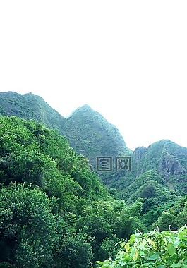 綠色,草,植物