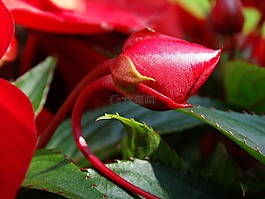 芽,紅色,鮮花