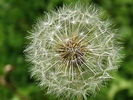 蒲公英,鮮花,開花
