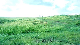 綠色,草,高原