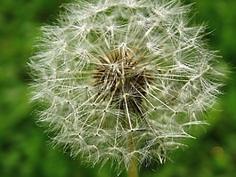 蒲公英,鮮花,開花