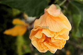 槿,花,花園