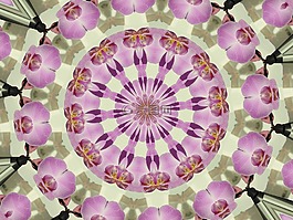 曼陀羅,蘭花,萬花筒