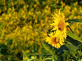太陽花,向日葵的字段,黃色