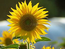 太陽花,黃色,開花