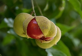 紅色,水果,漿果
