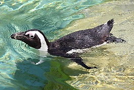 企鵝,水,動物園