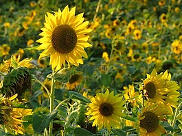 太陽花,字段,夏季